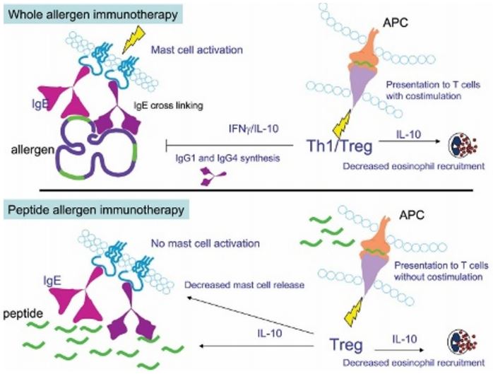 circassia_spire_synthetic_peptide_treg_allergy