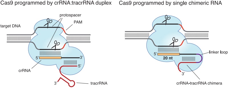 crispr_charpentier_ers_genomics_bayer