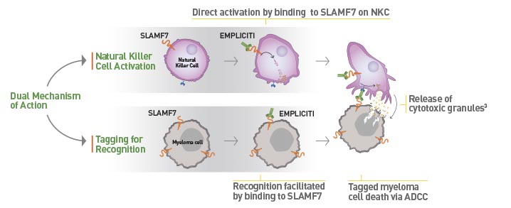 empliciti_elotuzumab_bms_abbvie_multiple_myeloma_fda