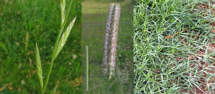 grass_allergy_bermuda_timothy_rye_circassia