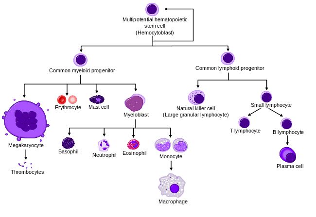 hematopoietic_stem_cells_gene_therapy