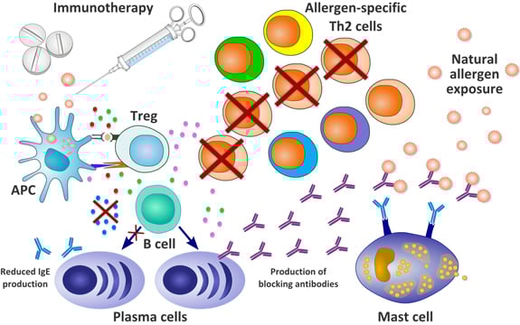immunotherapy_antibody_allergy_therapeutics_birch