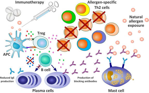 immunotherapy_antibody_allergy_therapeutics_birch