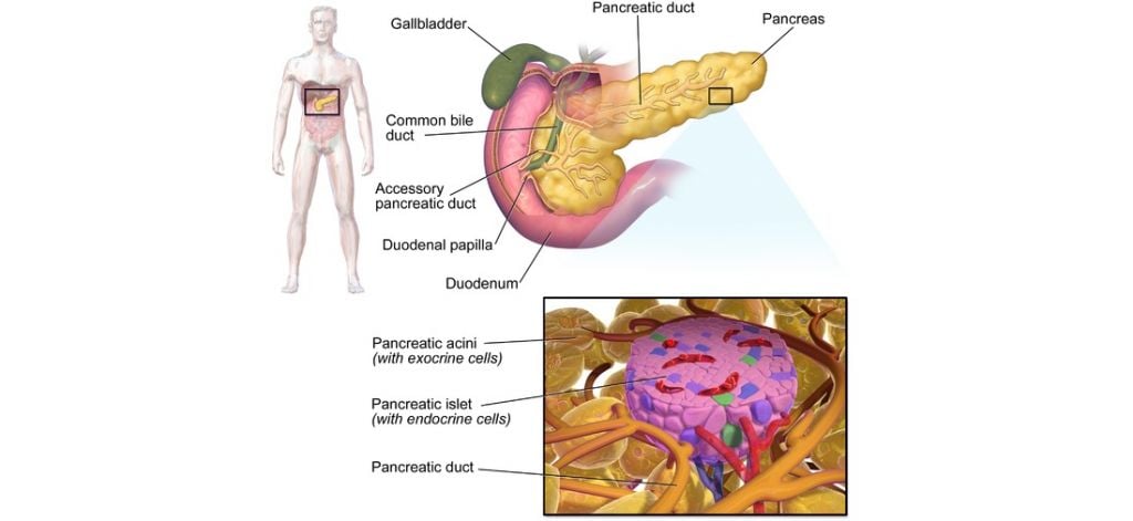 islexa_islet_pancreas_insulin_diabetes