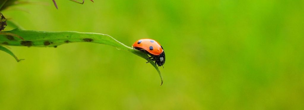 ladybug biotech week lupus