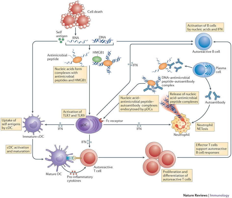 lupus mechanism