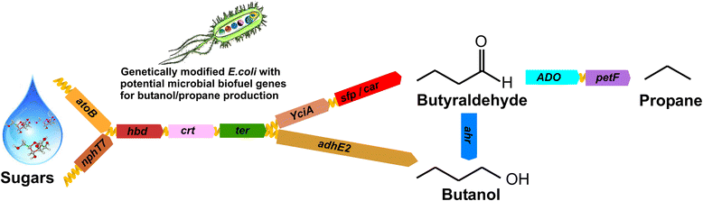 manchester_turku_propane_e_coli_cyanobacteria