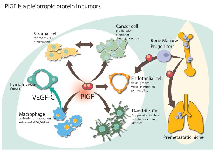 oncurious_tb_304_pgif_neuroblastoma_cancer_biotech_immunooncology_medullablastoma_brain