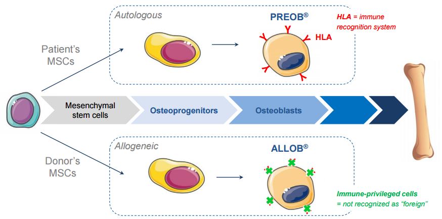 osteoblast_cell_therapy_allogeneic_allob