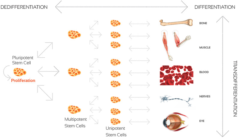 oxstem_cardio_neuro_ocular_oncology_stem_cell