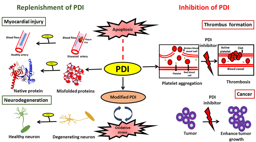 pdi_therapeutics_protein_disulfide_isomerase_coi