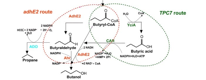 propane_metabolic_pathway_turku_manchester