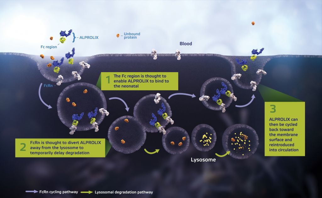 sobi_biogen_alprolix_factor_ix_fc_igg1