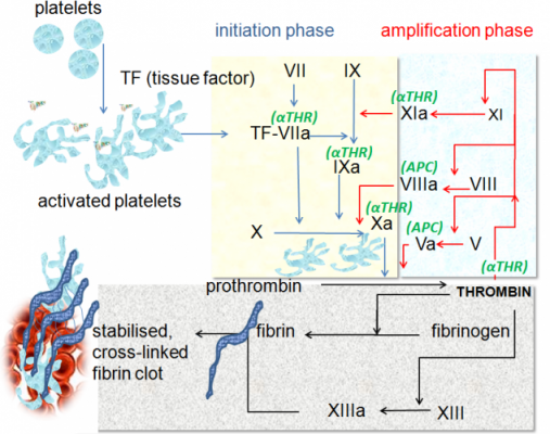 sobi_hemophilia_clotting_factor_ix_fusion_protein