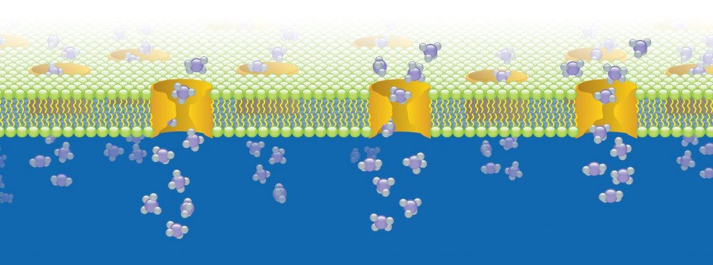 transporter_cell_line_cyp3A45_sekisui_xenotech_cro_biotech