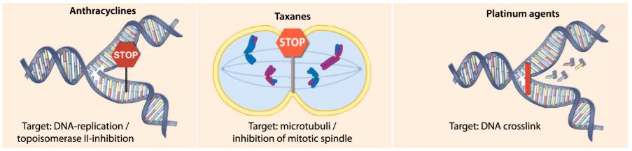 triple_negative_breast_cancer_anthracycline_diagnostic
