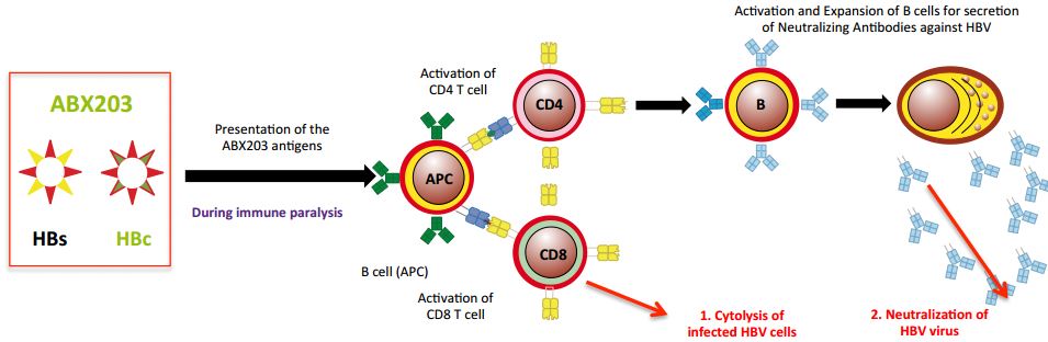 abivax_abx203_hepatitisb_cuba