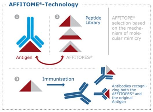 affitome_affitope_affiris_peptide_vaccine