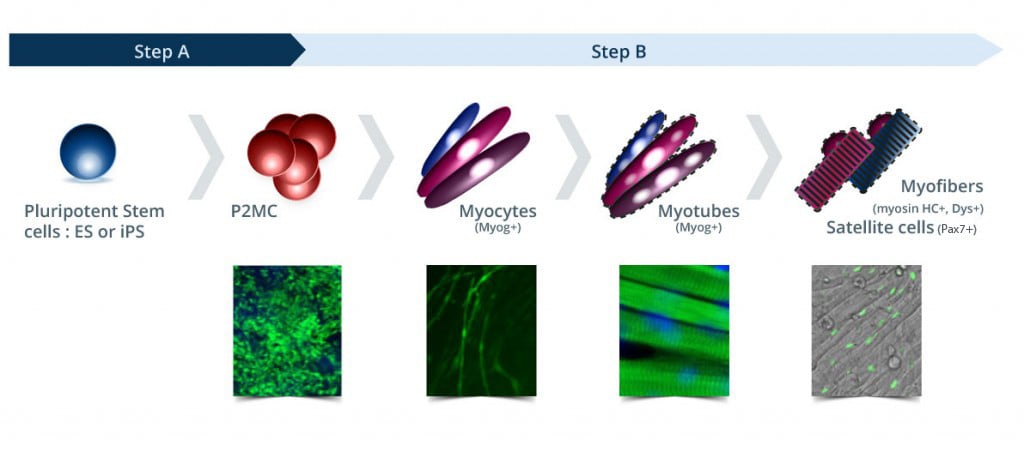 anagenesis_biotech_p2mc_myofibers_muscle_disorder