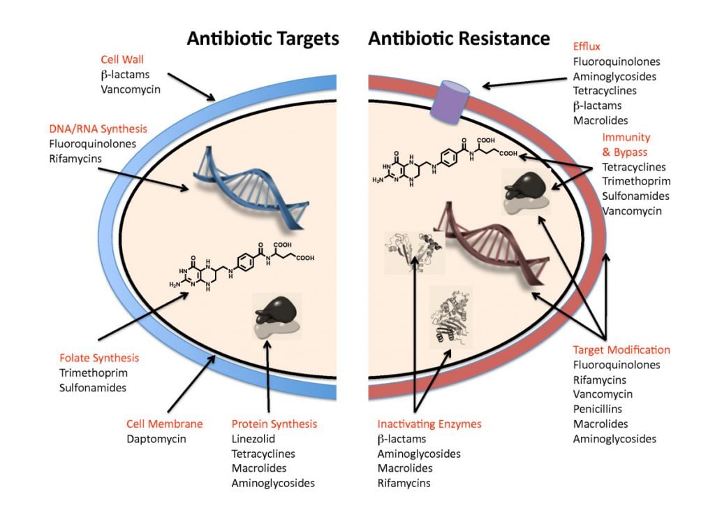 antibiotic_resistance_mechanisms_beta_lactamase