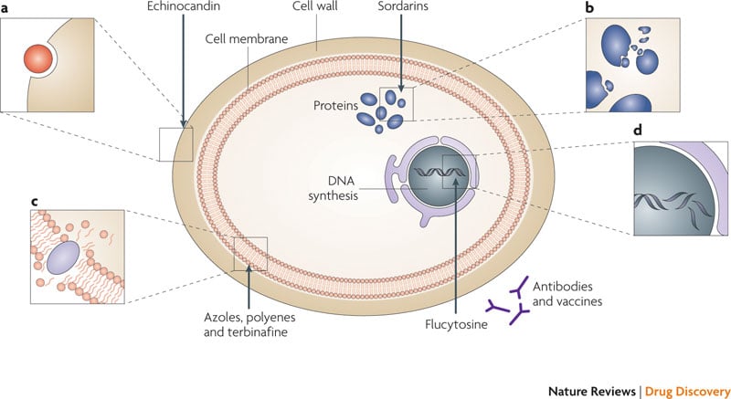 antifungals_mechanisms_of_action_azoles_resistance