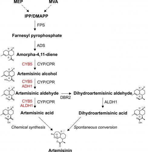 Fig. 1: Metabolic pathway of artemisinic acid.