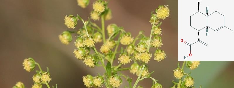 artemisia_annua_artemisinic_acid_gmo_tobacco