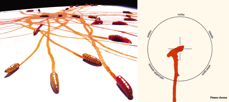 bioart_julia_lohmann_maggotypes