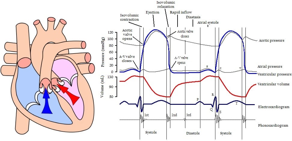 cardiac_cycle_end_diastolic_volume