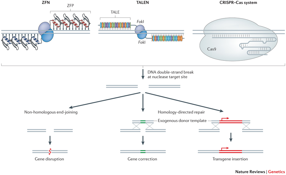 cell_gene_editing_crispr_zfn_talen