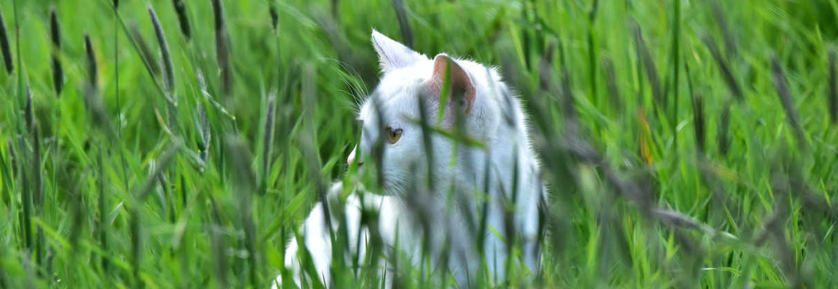 circassia cat grass allergy toleromune spire