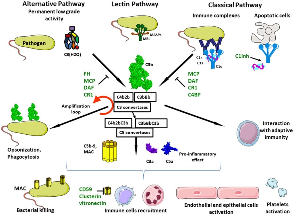 complement_system_immune_inflammation_inflarx