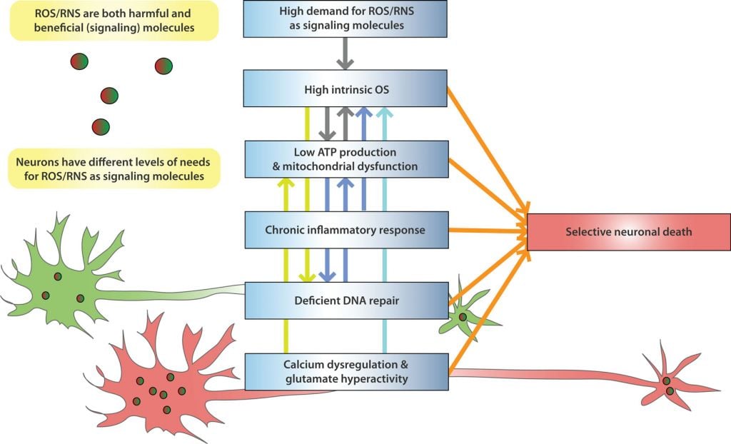 depression_oxidative_stress_inflammation_neuron_death