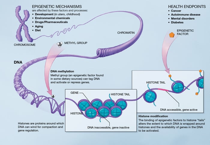 epigenetic_mechanims_respiratory_disease_asthma