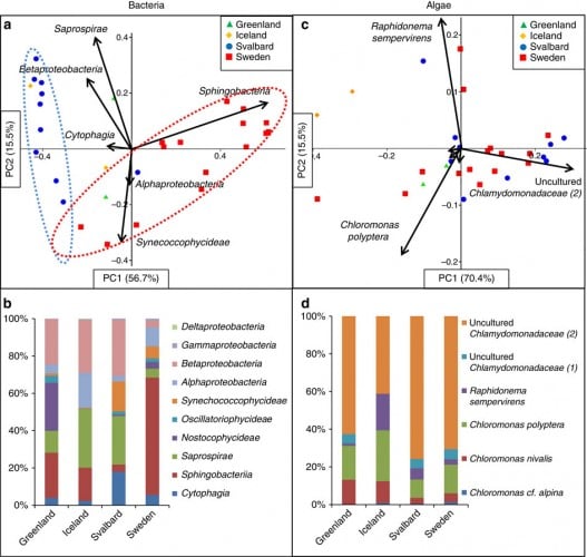 glacial_microbiology_biodiversity_algae_snow