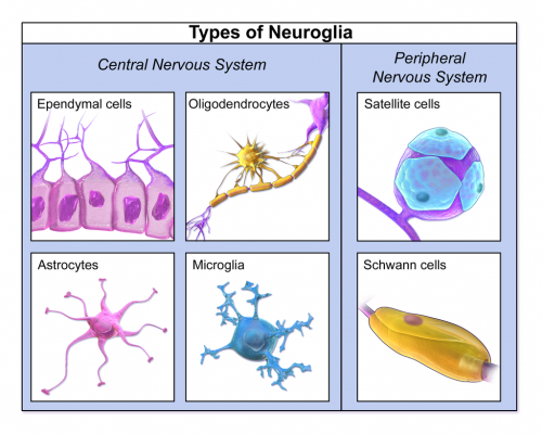 glia_cells_neurons_support_huntington's