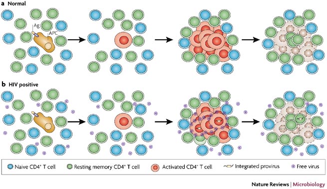 hiv_reservoir_latent_cd4+_t-cell