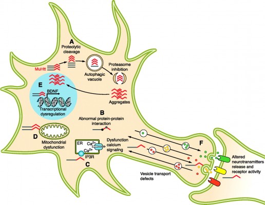 huntington's_disease_mutated_huntingtin_mechanism_neuron