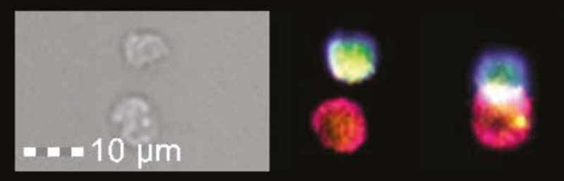 immtav_hiv_cd4+_immunocore_oxford