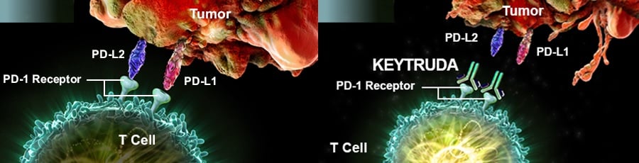 keytruda_msd_mechanism_lung_cancer