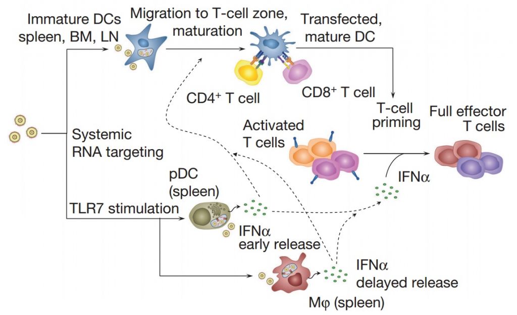 mRNA_dendritic_cells_cancer_vaccine_biontech