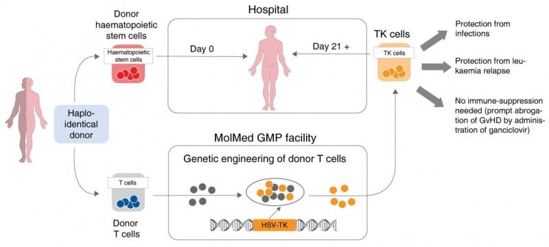 molmed_immuno_gene_therapy_hematopoietic_transplant