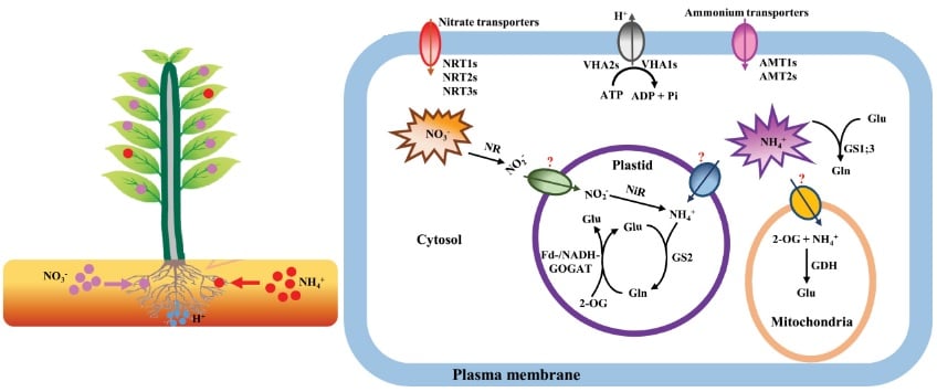 plant_nitrogen_metabolism_ph_balance