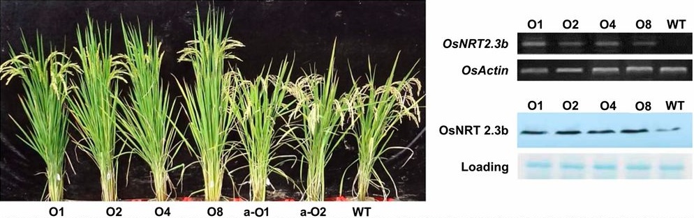 rice_crop_nitrate_ph_switch_osnrt2.3b