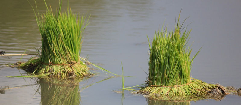 rice_crop_yield_nitrogen_uptake