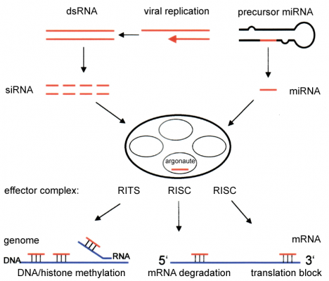 rna_interference_screening_cell_vaccine_price