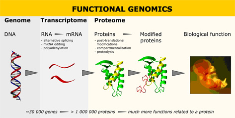 sygnis_expedeon_functional_genomics_proteomics