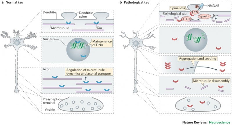 tau_normal_physiology_pathological_comparison