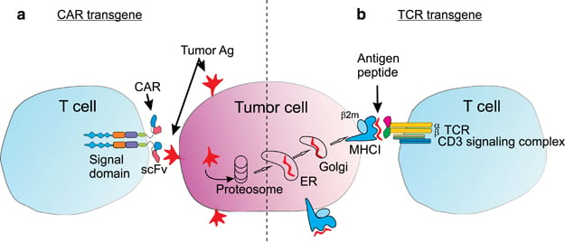 medigene tcr biotech trial