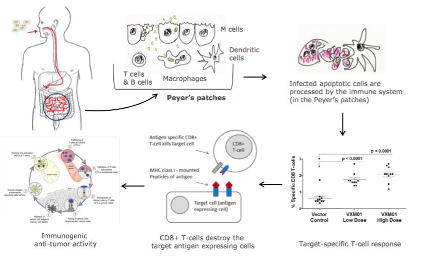 vaximm_bacteria_cancer_vaccines_immuno